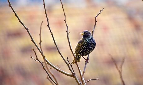 bird on a branch