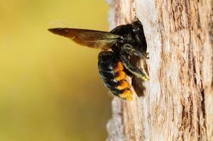 carpenter bee in home