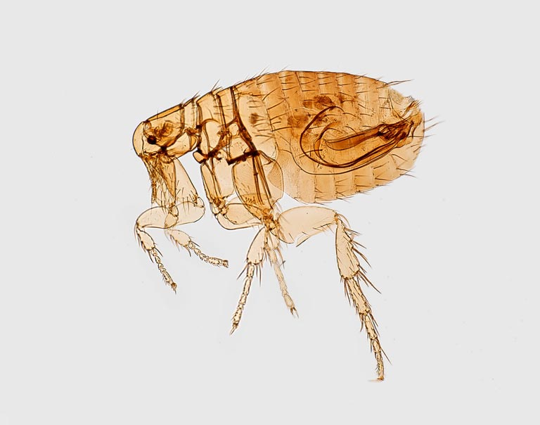 flea pests