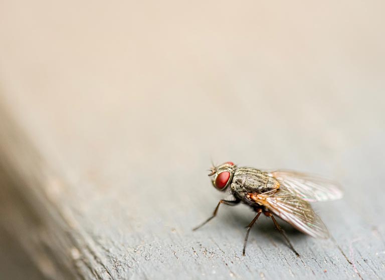 fly pests
