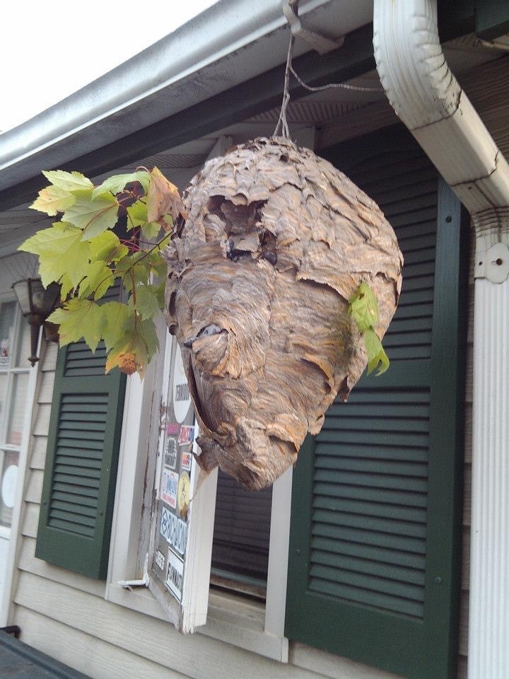 large hornets nest