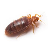 Bed bugs pest control
