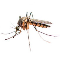 Mosquitos pest control