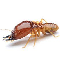 Termites pest control