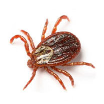 Ticks pest control