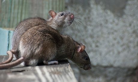 rodent mice and rat infestation
