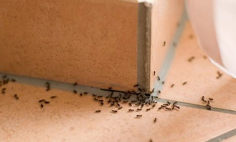 ant infestation in house